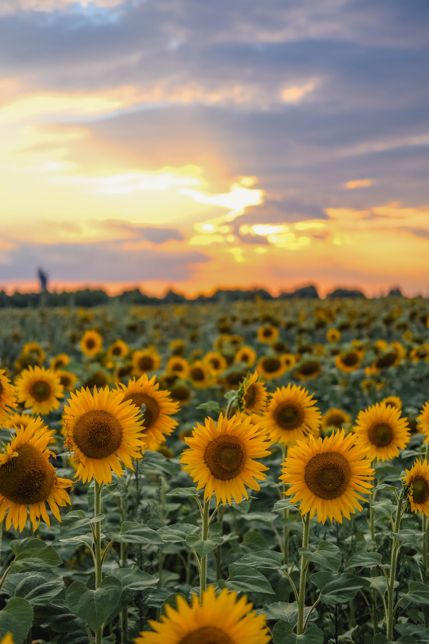 Sunflower field Ukraine